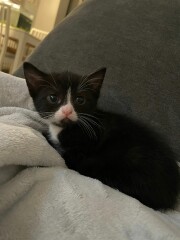 New kitten advice & recommendations