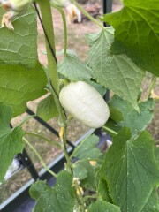 White cucumbers? Or have I been duped with rogue seeds?