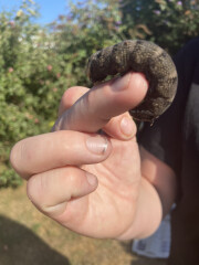 Caterpillar identification? 