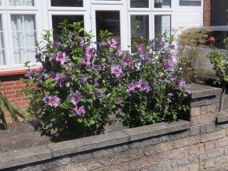 Can you ID this blueish flower in a front garden?