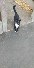 Found cat that's been missing for over a year