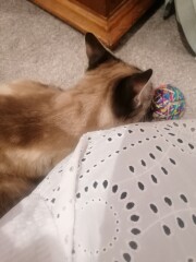 I've lost my sisters cat