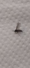 What bug is this? (With Photos)