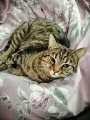 Just for the love of Tabby Cats- not enough tabby love
