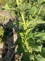 What plant is this?