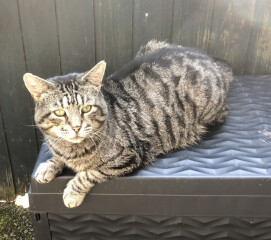 Just for the love of Tabby Cats- not enough tabby love