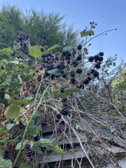Blackberries growing in my garden