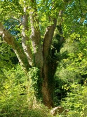 Come chat hiking with me!