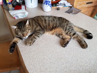 Thug cat part 4.  After all, it's not my Axminster.