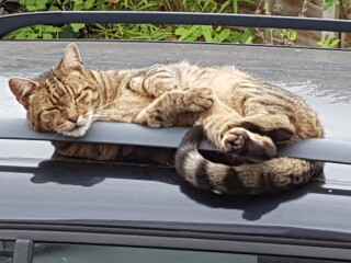 Thug cat part 4.  After all, it's not my Axminster.