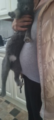 Is this cat pregnant?