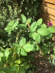 I think a rose might have popped up uninvited! How do I work out if its a climber or shrub?