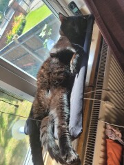 My kitten is fat...