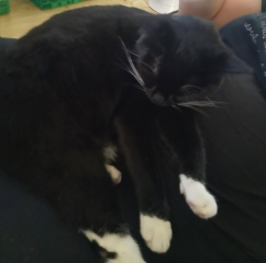 Cat owners - advice please