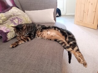 Just for the love of Tabby Cats- not enough tabby love