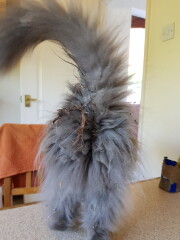 Getting Sticky Willies off long haired cat