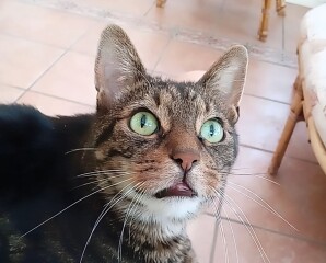 Just for the love of Tabby Cats- not enough tabby love