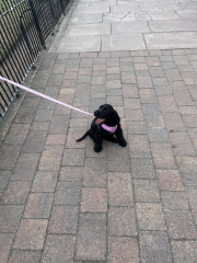 Puppy Survival Thread: Surviving into Summer 2022