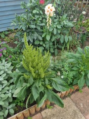 What is this from my wild flower mix?