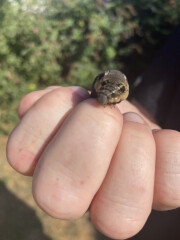 Caterpillar identification? 