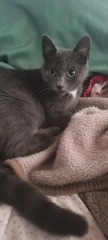 Is this cat pregnant?