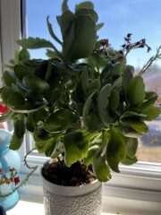 What indoor plant is this?