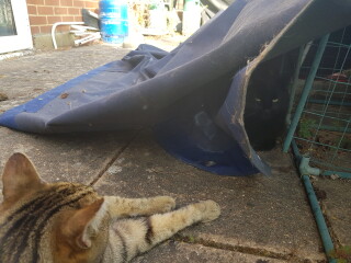 Thug cat part 4.  After all, it's not my Axminster.
