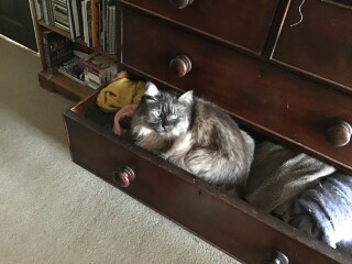 Thread 36.1 Covid Cohort , The Night Before Results Distraction Thread