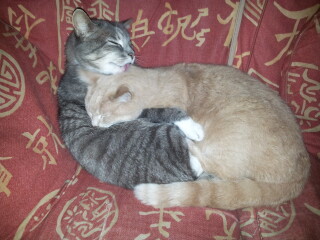 Just for the love of Tabby Cats- not enough tabby love