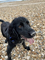 Dogs who love the beach