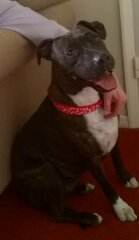 What sort of dog is this (pic)
