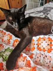 Cat owners - advice please