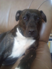 What sort of dog is this (pic)