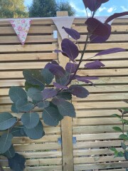 What’s this plant please 