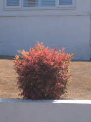 Name of this small, fiery herbey border plant?