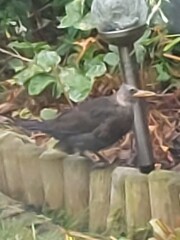 What bird is this, please?