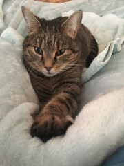 Just for the love of Tabby Cats- not enough tabby love