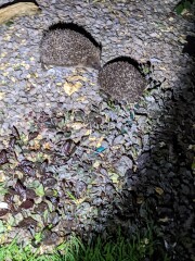 To ask you to please help hedgehogs and other wildlife prepare for winter