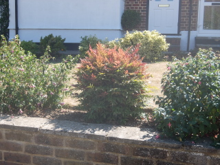 Name of this small, fiery herbey border plant?