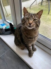 Just for the love of Tabby Cats- not enough tabby love