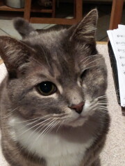 Just for the love of Tabby Cats- not enough tabby love