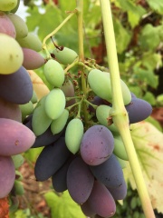 Grape vine 