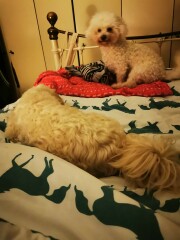 Bichon-Frise. Help please!