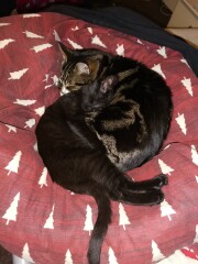 Cats scared of new kitten?! 