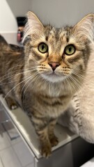 Just for the love of Tabby Cats- not enough tabby love