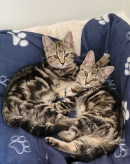 Just for the love of Tabby Cats- not enough tabby love