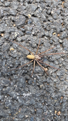 big spiders appearing in house, just me?