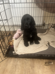 Puppy Survival Thread: Surviving into Summer 2022
