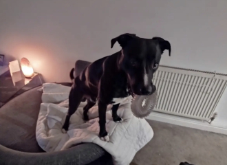 What sort of dog is this (pic)