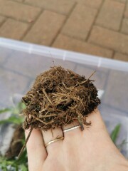 Caterpillar identification? 